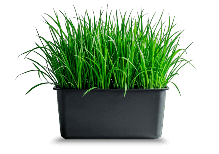 grass_with_shadow